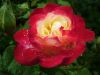 dscf2656.jpg
